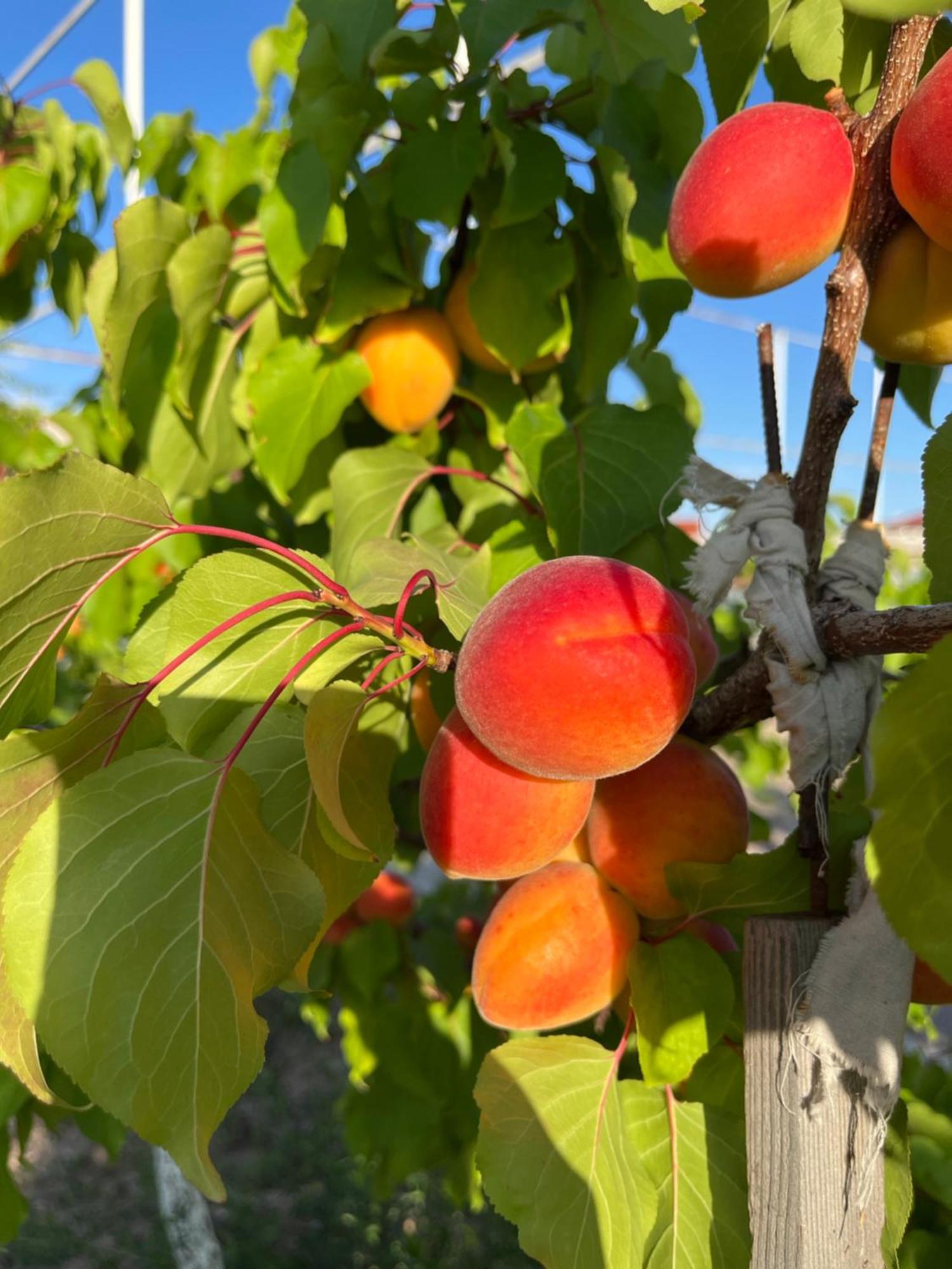 ホテル Chebak Ranch Tamchy エクステリア 写真